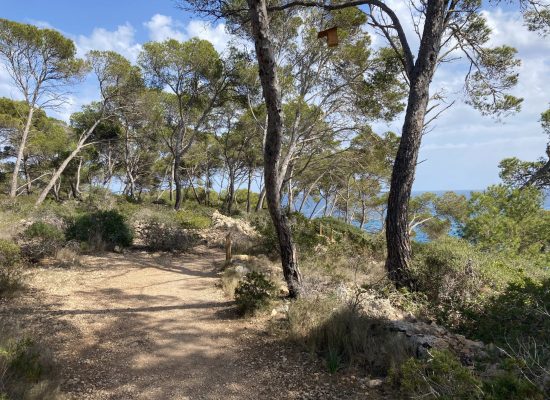mallorca-wanderung-kueste